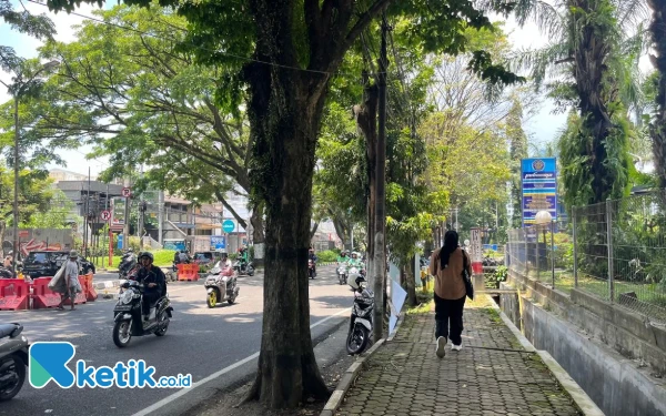 WALHI Jatim Tolak Penebangan Pohon Demi Proyek Drainase Kota Malang