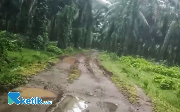 Thumbnail Manajemen PTPN IV Berangir Dinilai Buruk: Jalan Produksi Hancur, Areal Mirip Hutan