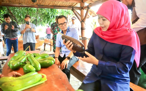 Thumbnail Berita - Alpukat Kelud Jadi Ikon Kabupaten Kediri, Gubernur Khofifah Takjub dengan Ukurannya