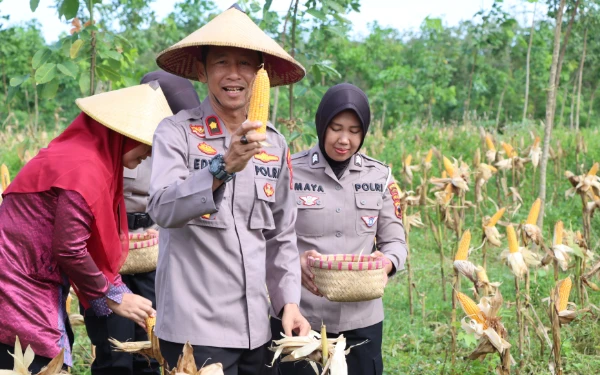 Dukung Ketahanan Pangan Nasional, Polres Jepara Panen Raya Jagung Bersama Petani