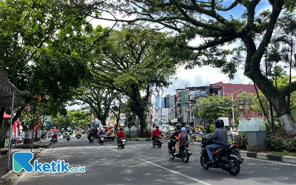 Thumbnail Berita - Tabebuya, Opsi Reboisasi Jalan Soehat Kota Malang Pascaperbaikan Drainase