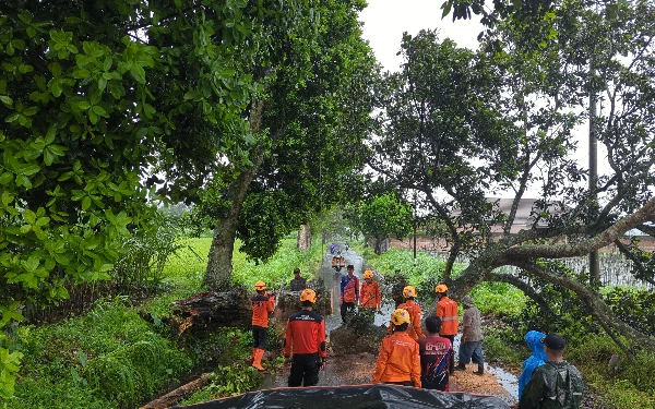 Thumbnail Berita - 10 Pohon Tumbang dalam Sehari di Bondowoso akibat Angin Kencang, Satu Rumah Rusak