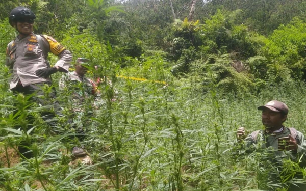 Thumbnail Fakta Ladang Ganja di Bromo, Puan Maharani Turun Tangan hingga Bantah Larang Gunakan Drone