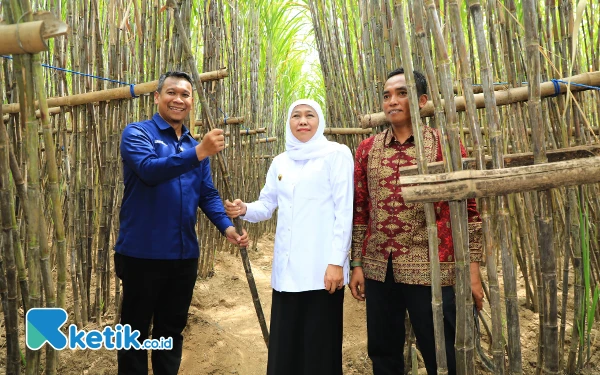 Thumbnail Berita - Gubernur Jatim Luncurkan KUR Khusus Petani Tebu di Bondowoso
