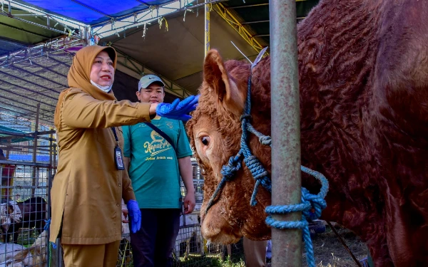 Thumbnail Berita - DKPP Surabaya Intensif Lakukan Pemeriksaan Penyakit Tersembunyi di Hewan Kurban