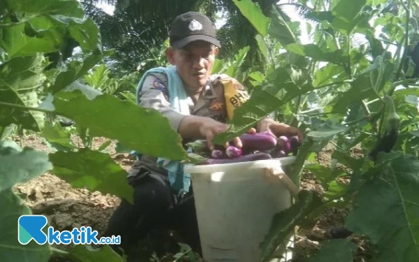 Foto Bhabinkamtibmas Aipda Efriadi Saputra  saat Panen Terong Unggu (Helman/Ketik.co.id)
