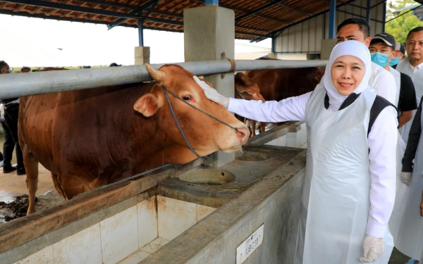 Thumbnail Berita - Stok Hewan Kurban di Jatim Surplus, Gubernur Khofifah Pastikan Aman dan Bebas PMK