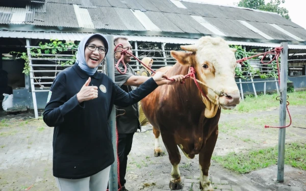 Thumbnail Berita - Membanggakan, Sapi dari Lumajang Dipilih Presiden Prabowo untuk Kurban