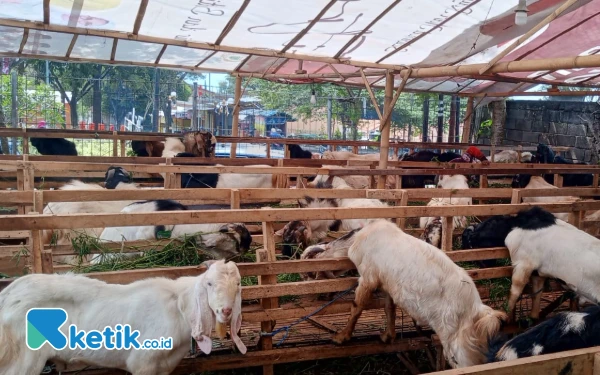 Thumbnail Berita - Dispertan Kota Batu Bakal Terjunkan Tim Kesehatan ke Titik Penjualan Kurban