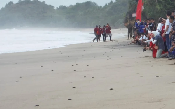 Foto Suasana pelepasan Penyu di Pantai Bajulmati Kabupaten Malang (Foto: Bstc Malang)