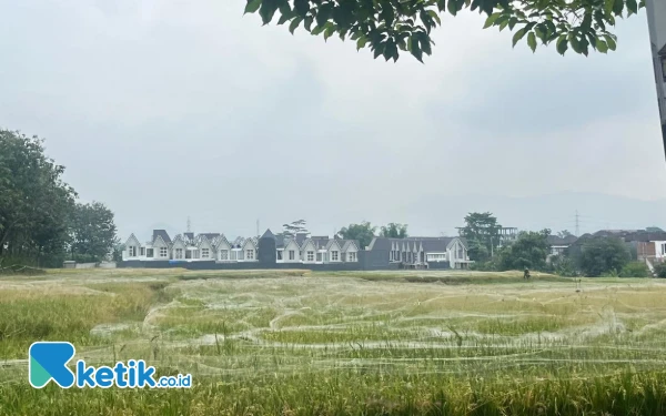 Thumbnail Berita - Sawah di Kota Malang Tergerus Perumahan, Pemkot Tak Berdaya Hadang Alih Fungsi Lahan