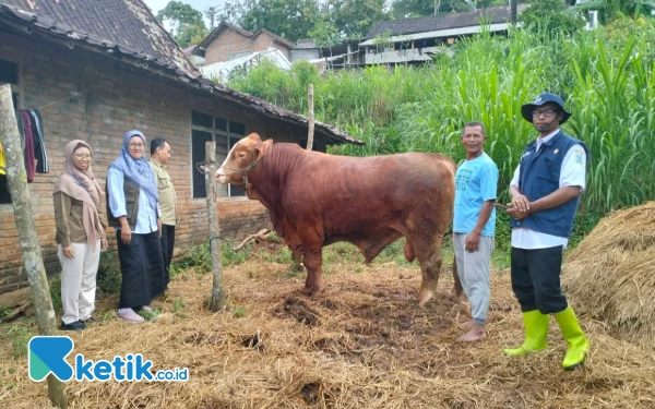 Foto Sapi milik Tukiman saat ditinjau DKPP Pacitan. (Foto: Al Ahmadi/Ketik.co.id)