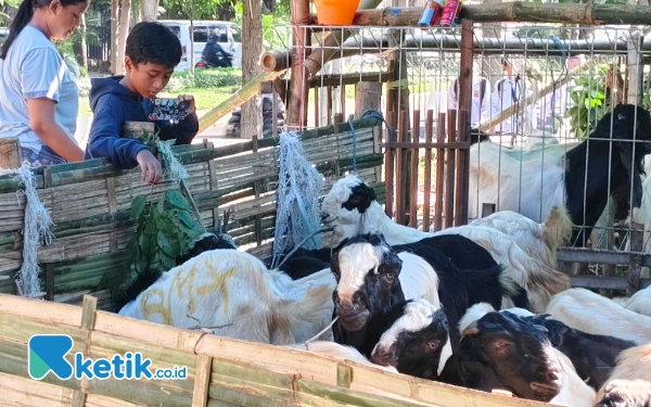 Thumbnail Berita - 3 Hari Jelang Iduladha, Pilihan Hewan Kurban di Surabaya Mulai Terbatas