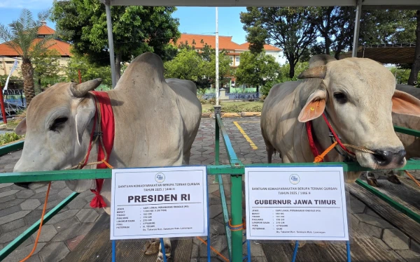 Thumbnail Berita - Presiden Prabowo Pilih Sapi Peranakan Ongole dari Lamongan, Khofifah-Emil Kurban di Masjid Al Akbar