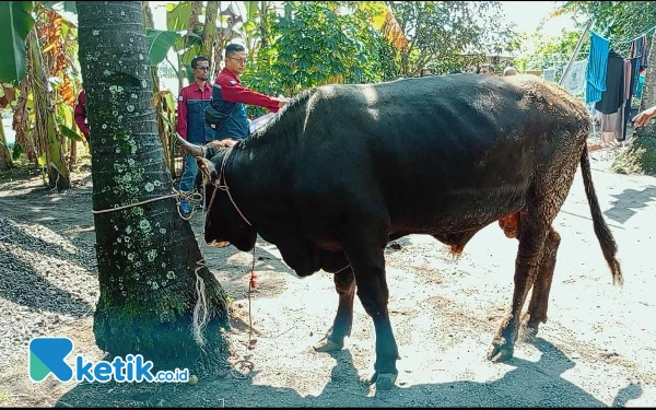 Foto Pemberian hewan kurban untuk masyarakat terutama Ring 1 merupakan bagian dari program CSR oleh PT S2P setiap tahunnya. (Foto: Nani Eko/Ketik.co.id)