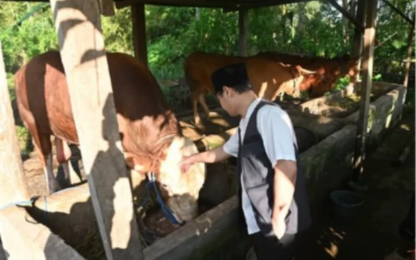Thumbnail Berita - Bupati Trenggalek Mas Ipin Tinjau Sapi 1 Ton yang Dibeli Presiden Prabowo untuk Kurban