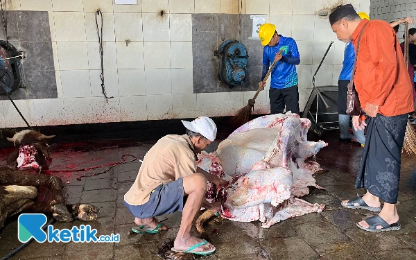 Thumbnail Berita - Iduladha 2025, 200 Ekor Sapi Disembelih di RPH Kota Malang