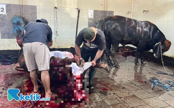 Thumbnail Berita - Jangan Buang Sembarangan, Dispangtan Kota Malang Sebut Isi Rumen Hewan Kurban Bisa Suburkan Tanah