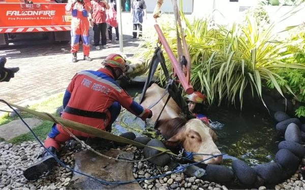 Thumbnail Berita - Sapi Kurban Milik Dinas Pendidikan Jatim Tercebur ke Kolam