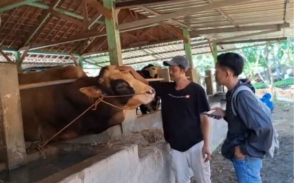Foto Sapi bernama Semar Hewan kurban Presiden Republik Indonesia Prabowo Subianto untuk Lingkungan Pesantren Langitan,Kecamatan Widang, Kabupaten Tuban (6 Juni 2025)(Foto Ahmad Istihar/Ketik.co.id)