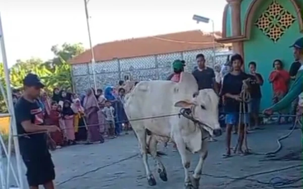 Foto Sapi putih yang  berusaha kabur sebelum disembelih (Dok.Warga)