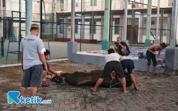 Thumbnail Berita - KONI Jatim Gelar Penyembelihan Hewan Kurban, Daging Dibagikan ke Warga