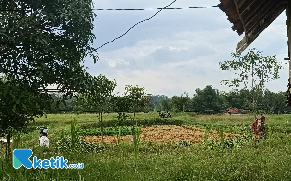 Foto Warga saat menanam ketela(Foto: Mat Jusi/Ketik.co.id).