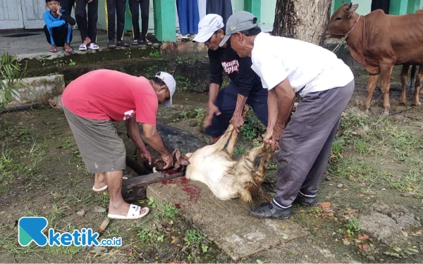 Thumbnail Prosesi penyembelihan kambing kurban di halaman MTsN 1 Sampang, Senin, 9 Juni 2025(Foto: Mat Jusi/Ketik.co.id).