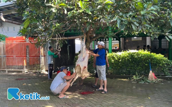 Thumbnail Berita - Ratusan Hewan Kurban di Kota Malang Terjangkit Cacing Hati dan Radang Paru