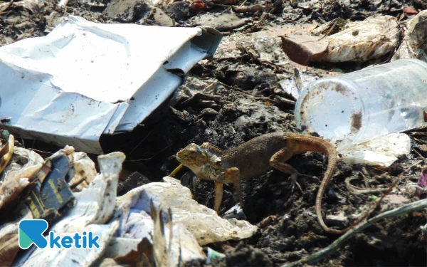 Foto Tumpukan sampah di TPS Sampah Ngampelsari jadi tempat mencari makan reptil dan binatang lainnya. Ada banyak kotoran dan belatung di sana.  (Foto: Fathur Roziq/Ketik.co.id)