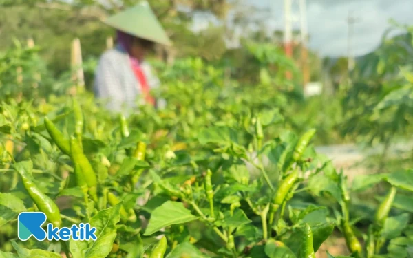 Thumbnail Berita - Tembakau Mati, Cabai Membusuk: Kemarau Basah Rugikan Petani Pacitan