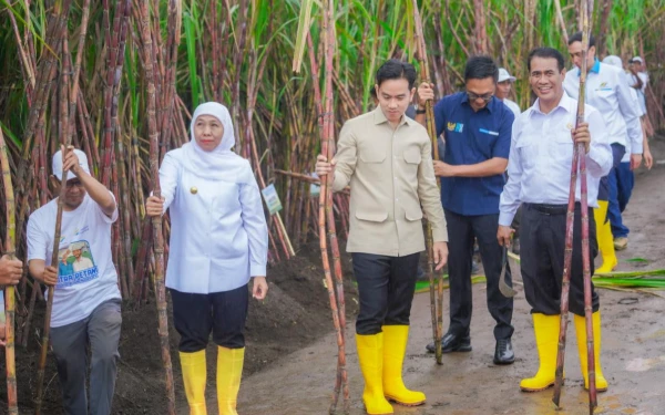 Thumbnail Berita - 51 Persen Gula Nasional dari Jatim! Khofifah Optimis Swasembada, Gibran Pasang Target