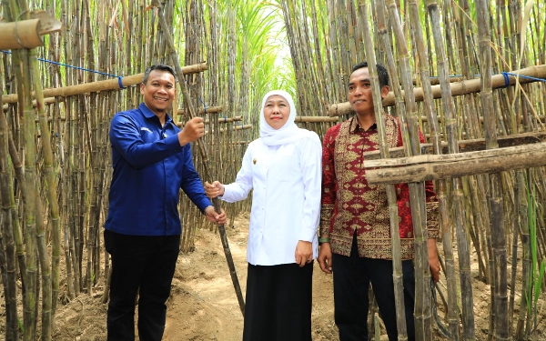 Thumbnail Gubernur Jatim Luncurkan KUR Khusus Petani Tebu di Bondowoso