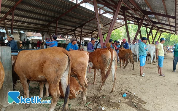 Jelang Idul Adha, Harga Hewan Kurban di Situbondo Naik 15 hingga 20 Persen