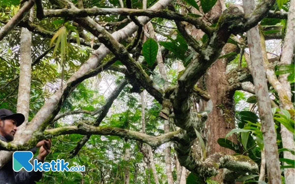 Foto Pohon kopi berjenis Liberika bekas peninggalan Belanda, berumur ratusan tahun yang ditemukan Wahyu beserta tim. (Wahyu for Ketik.co.id)