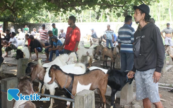 Thumbnail Berita - Harga Kambing Kurban di Pacitan Stabil Rp2,5 Juta, Pedagang: Selak Mundak