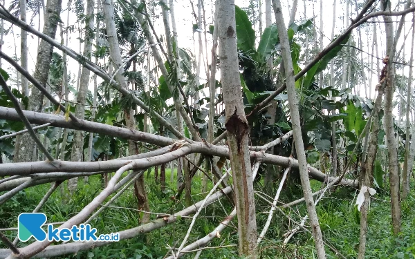 Thumbnail Berita - Tumbangkan Banyak Pohon, Angin Kencang di Lumajang Mulai Reda