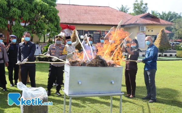 Thumbnail Berita - Polres Pasaman Barat Bersama Unsur Fokopimda Musnahkan 30 Kg Ganja Kering