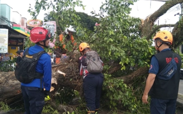 Thumbnail Berita - Angin Kencang, 4 Warga Kabupaten Malang Terluka Tertimpa Pohon Tumbang