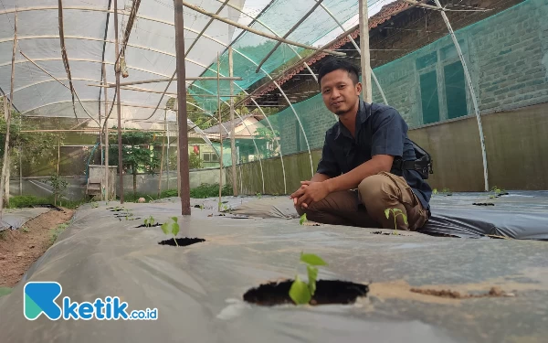 Foto Cabai yang ditanam Didik Setyo Prabowo warga Kebonagung, Pacitan menggunakan konsep green house. (Foto: Al Ahmadi/Ketik.co.id)