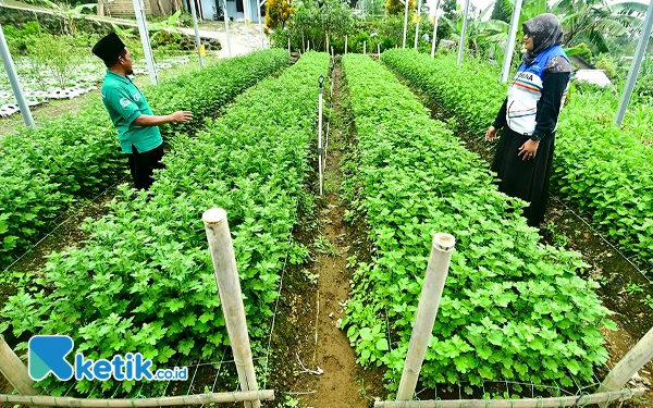 Thumbnail Pegawai PT Pertamina Patra Niaga DPPU Adi Soemarmo melakukan monitoring bersama Ketua KTH Green Lawu di green house bunga Cruisan, Rabu (22 Januari 2025). Hasil pembudidayaan bunga krisan, sebagian juga digunakan untuk mendukung operasional pelaksanaan Konservasi Keanekaragaman Hayati Gunung Lawu. (Foto: Achmad Fazeri/Ketik.co.id)