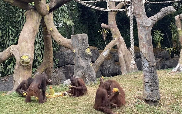 Peringati Hari Orangutan Sedunia, The Grand Taman Safari Prigen Berikan Tumpeng Buah