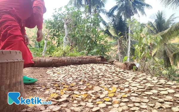 Foto Proses pengeringan temulawak di bawah terik matahari. (Foto: Al Ahmadi/Ketik.co.id)