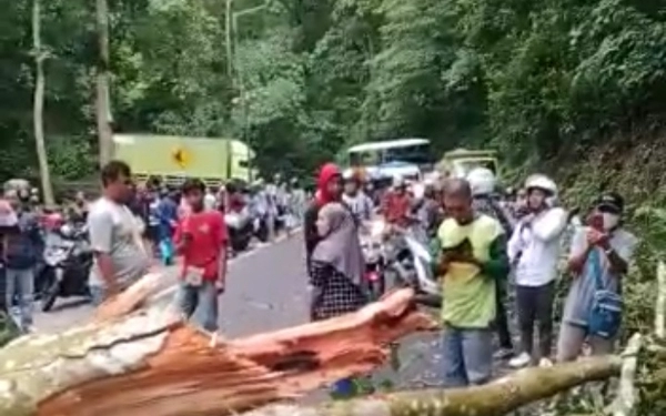 Foto Jalur Banyuwangi ke Jember lewat Gumitir macet satu jam, menunggu evakuasi korban dan dua pohon yang melintang di jalan. (Foto: Tangkapan layar video)