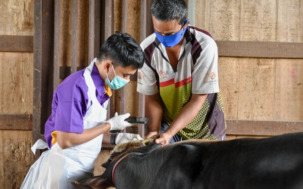 Thumbnail Seorang petugas kesehatan hewan Dinas Peternakan dan Perikanan (Disnakkan) Kabupaten Grobogan melakukan scan barcode menggunakan handphone untuk mengecek tanggal vaksinasi yang tertera pada barcode tersebut di kandang KTT Tiga Bersaudara Desa Ngraji, Kecamatan Purwodadi, pada Kamis, 9 Januari 2025. (Foto: Achmad Fazeri/Ketik.co.id)