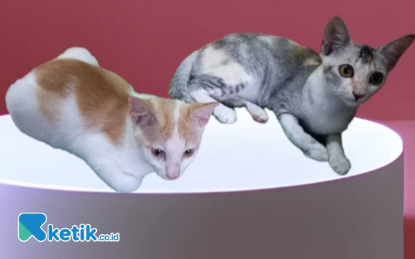 Thumbnail Berita - Cara Atasi Bulu Kucing Rontok, Simak Penyebab dan Solusinya