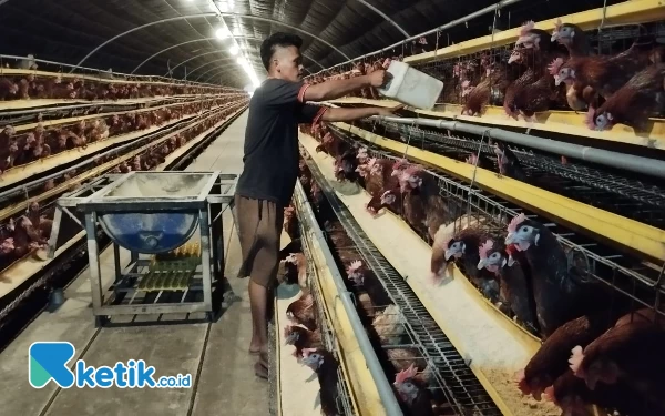 Rizky Sabil Peternak Ayam Jember Menjerit Harga Telur Anjlok, Tak Sebanding Biaya Produksi