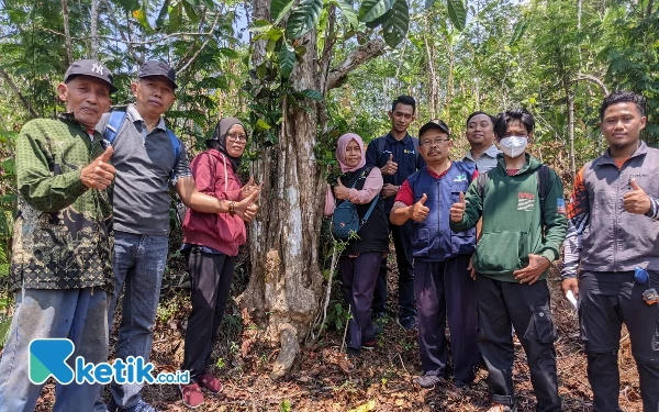 Thumbnail Ratusan Hektar Kebun Kopi Liberika Peninggalan Belanda Ditemukan di Pacitan