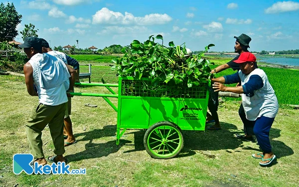 Thumbnail Anggota Pokmas Ngudi Tirto Lestari membawa songkro yang berisi eceng gondok dari Waduk Cengklik, Kabupaten Boyolali, Jawa Tengah. Satu pekan sekali Pokmas mengambil eceng gondok buat diolah menjadi biogas di bascampe Pokmas Ngudi Tirto Lestari, Dukuh Turibang, Desa Sobokerto, Kecamatan Ngemplak, Kabupaten Boyolali. Sebelum diolah, eceng gondok itu dibersihkan terlebih dahulu dari tanah beserta akarnya menggunakan mesin pencacah. (Foto: Achmad Fazeri/Ketik.co.id)