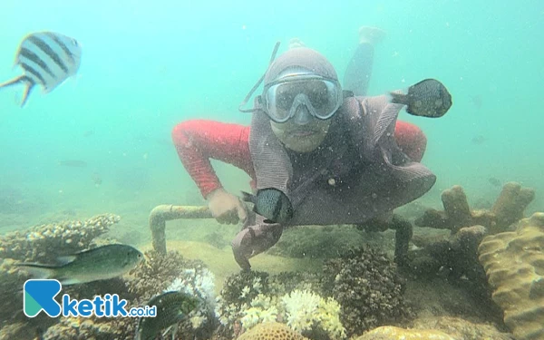 Thumbnail Pesona Keindahan Bawah Laut di Pulau Gili Ketapang